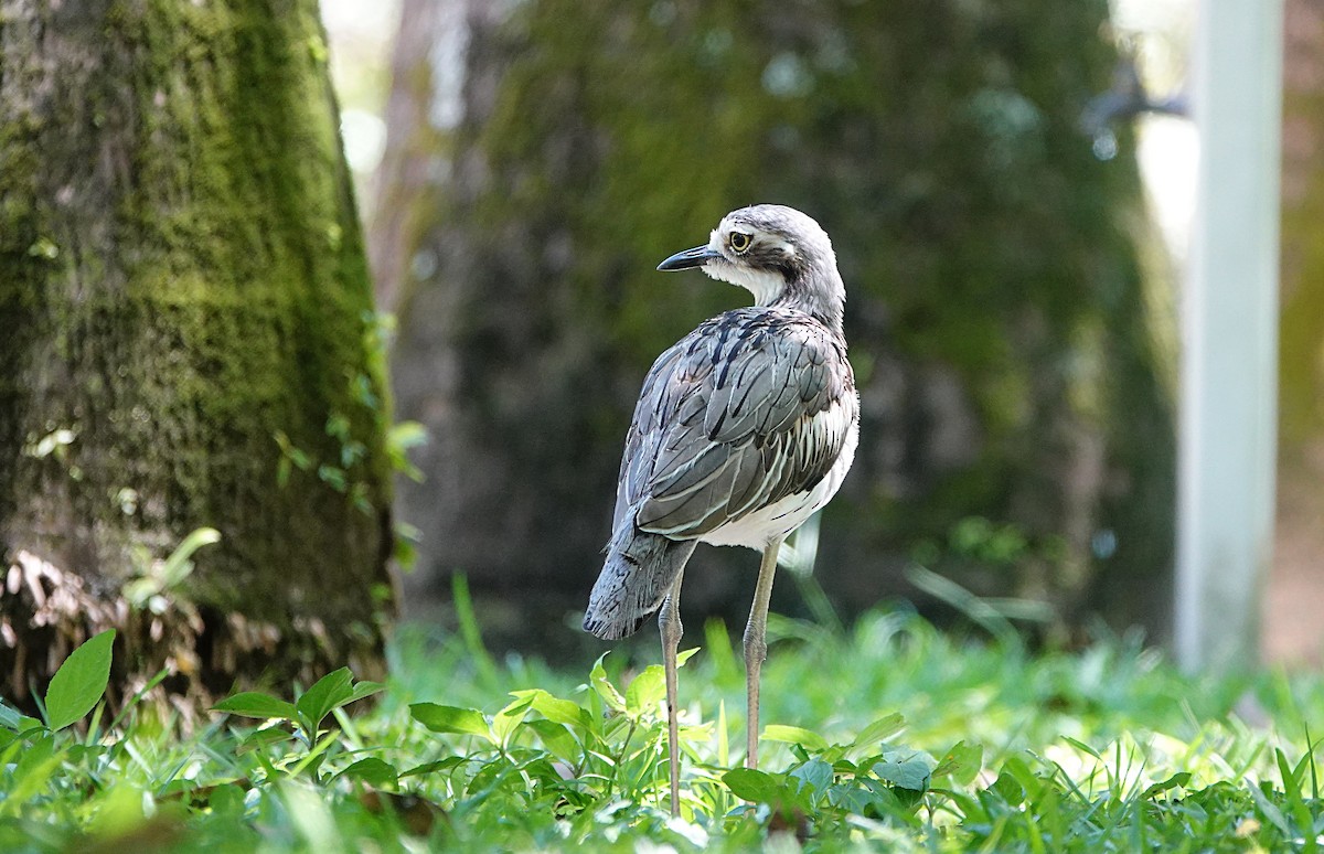 オーストラリアイシチドリ - ML646677666