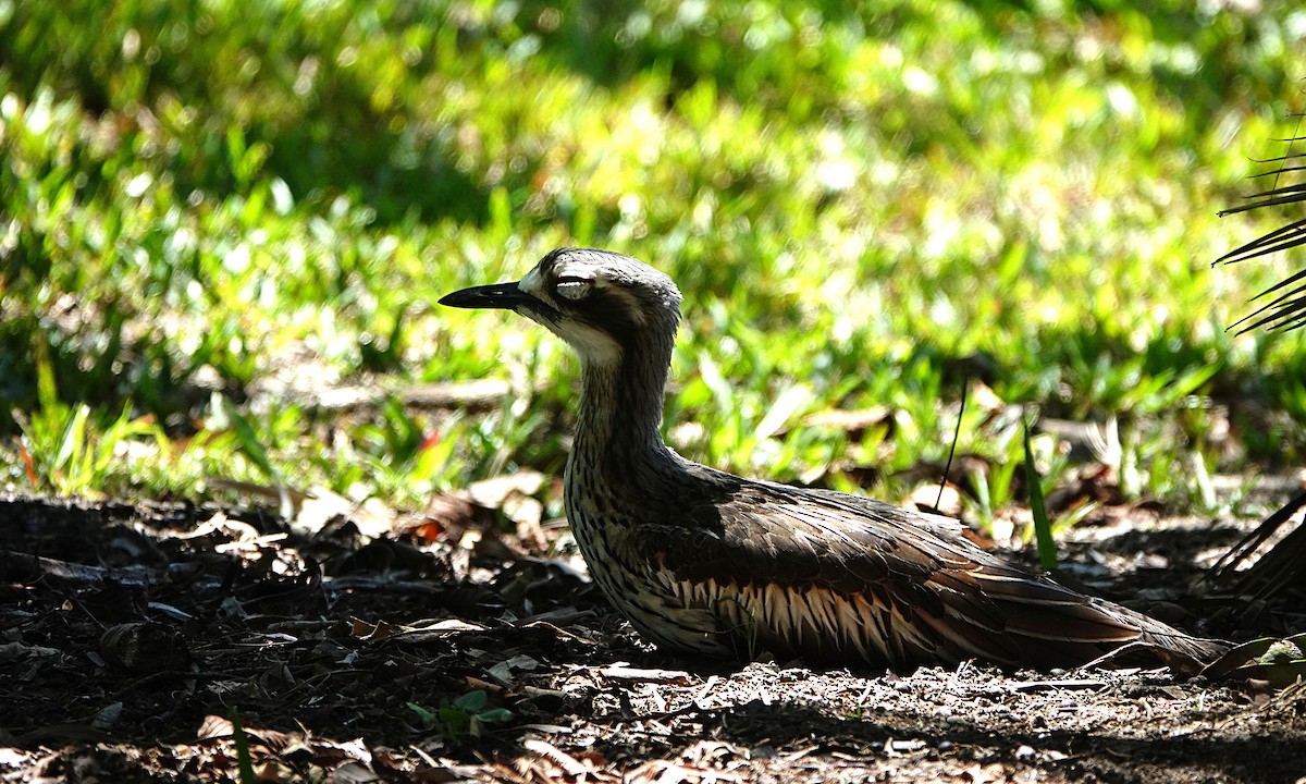 オーストラリアイシチドリ - ML646677667