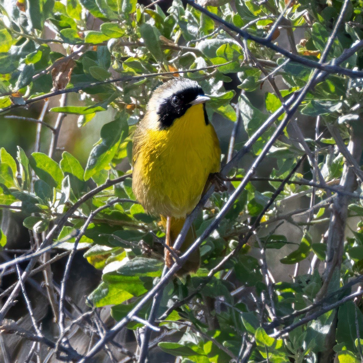 カオグロアメリカムシクイ - ML646677669