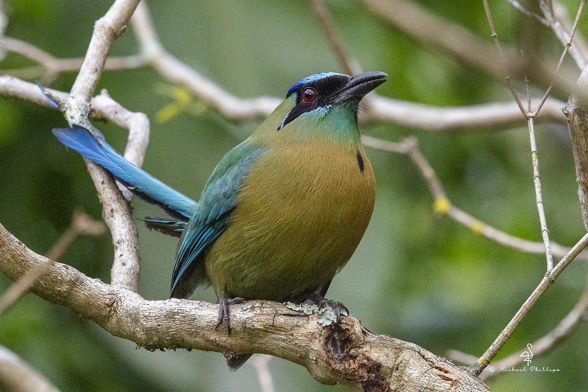 レッソンハチクイモドキ - ML646677670