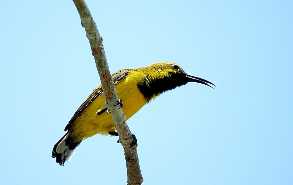 Sahul Sunbird - ML646677671