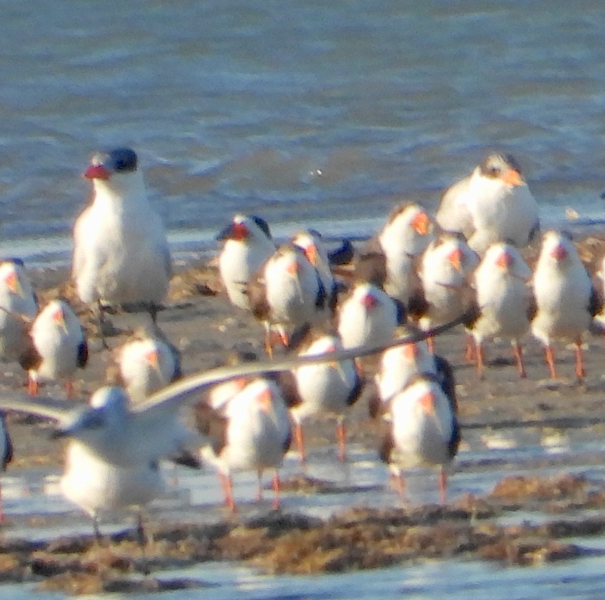 オニアジサシ - ML646677672