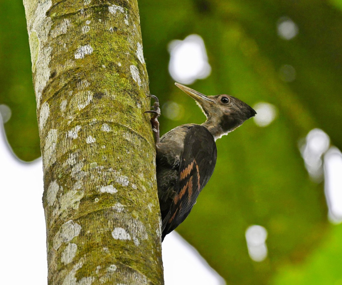 アカハラコガネゲラ - ML646677673