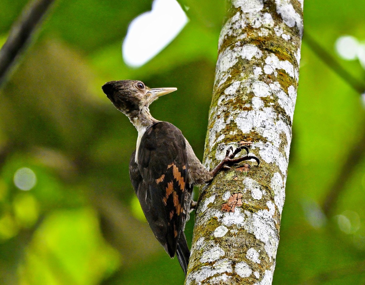 アカハラコガネゲラ - ML646677674