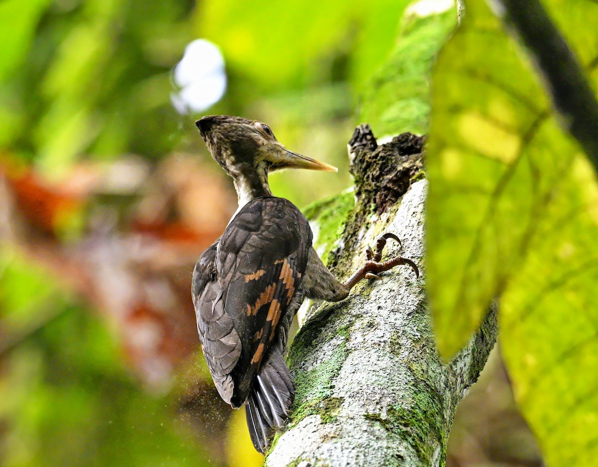 アカハラコガネゲラ - ML646677675