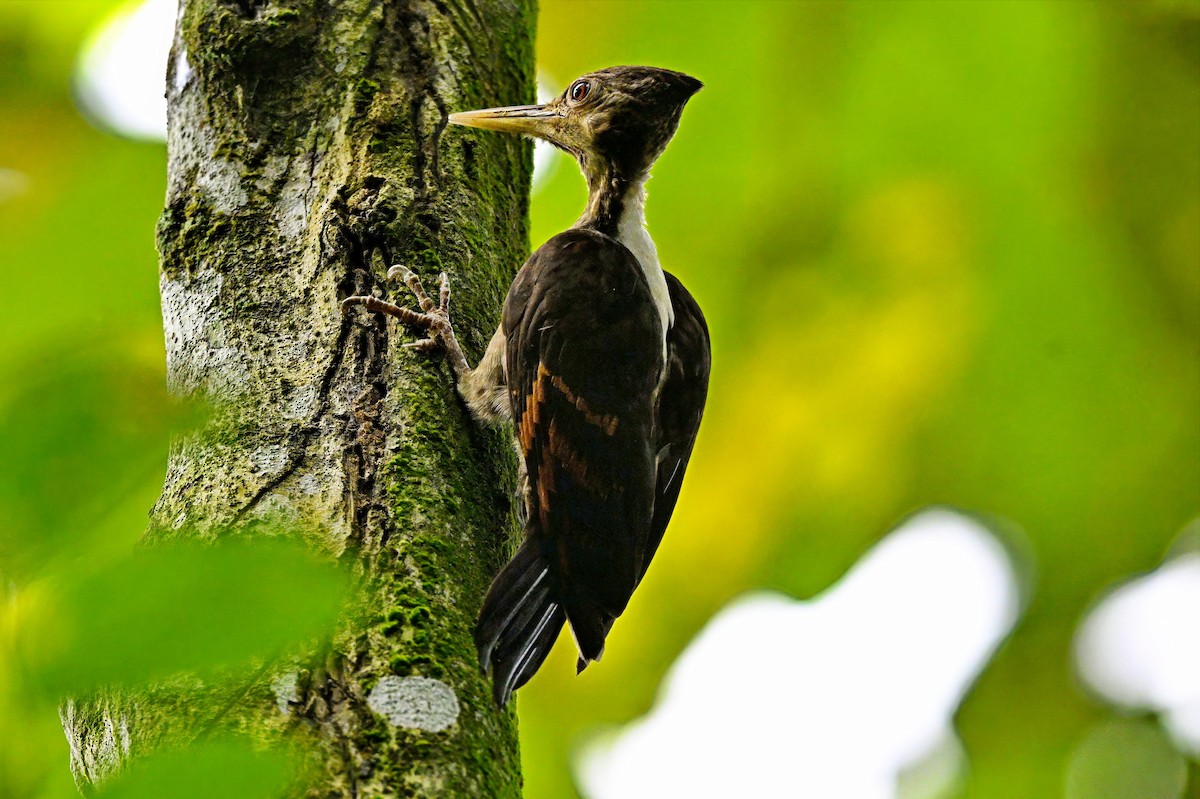 アカハラコガネゲラ - ML646677676