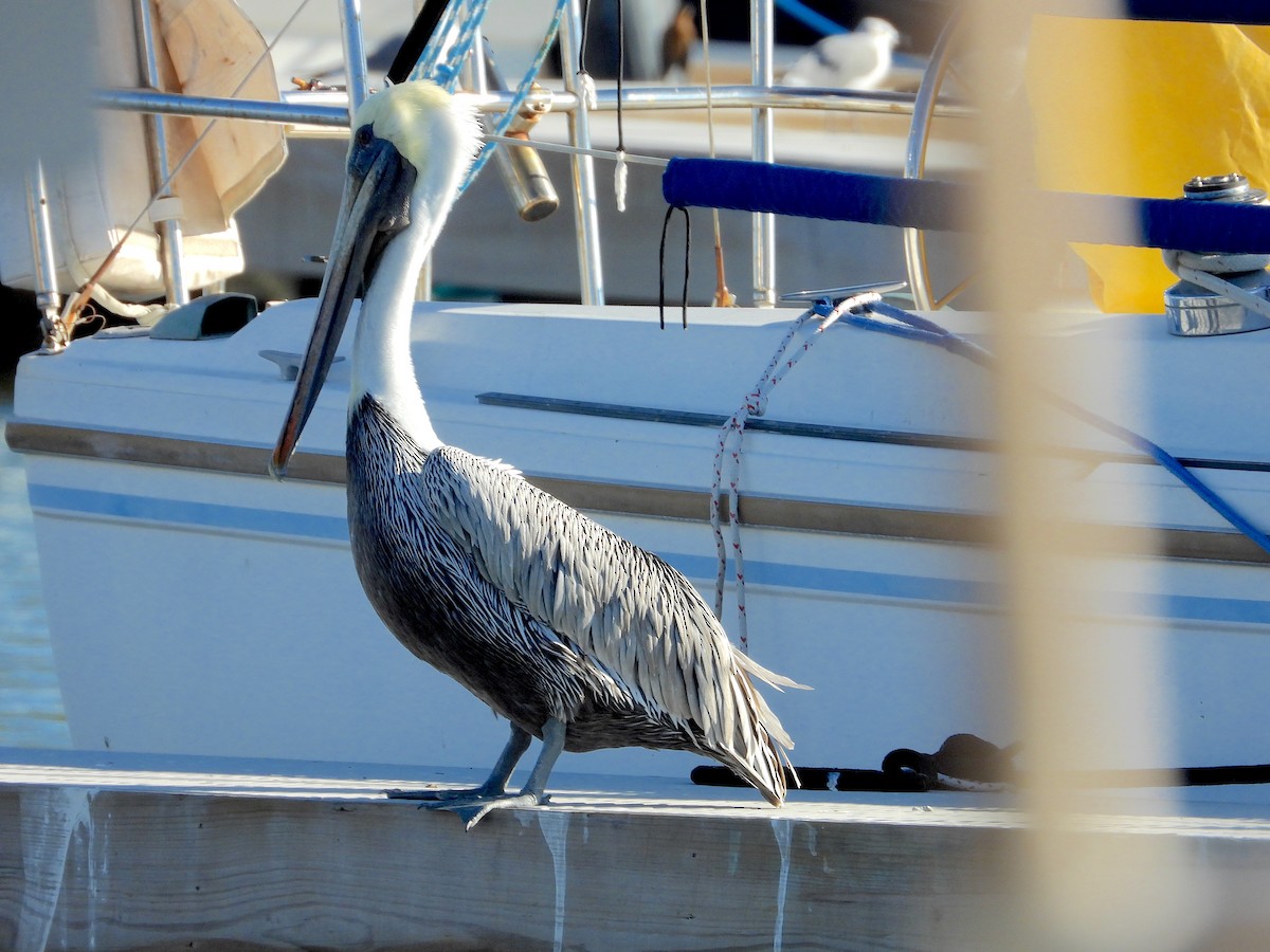 カッショクペリカン - ML646677677