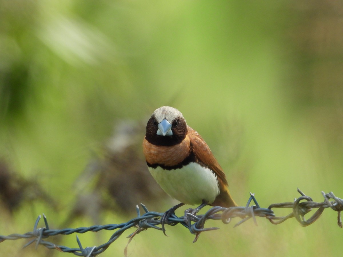 シマコキン - ML646677678