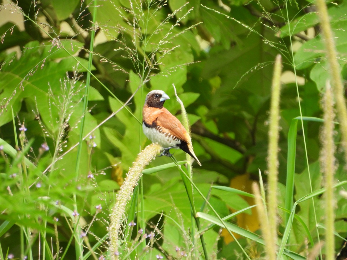 シマコキン - ML646677679