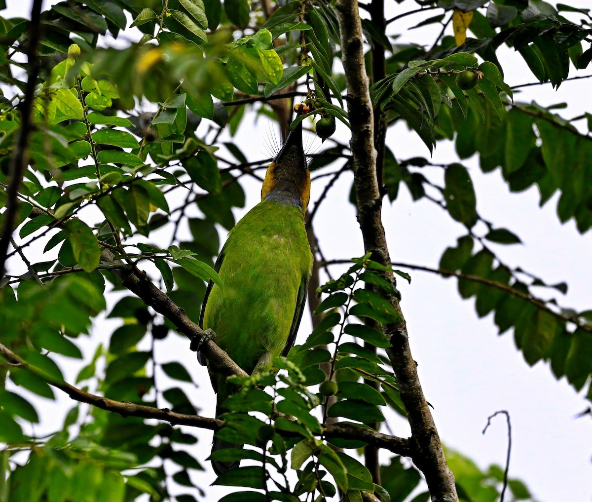 キホオゴシキドリ - ML646677680