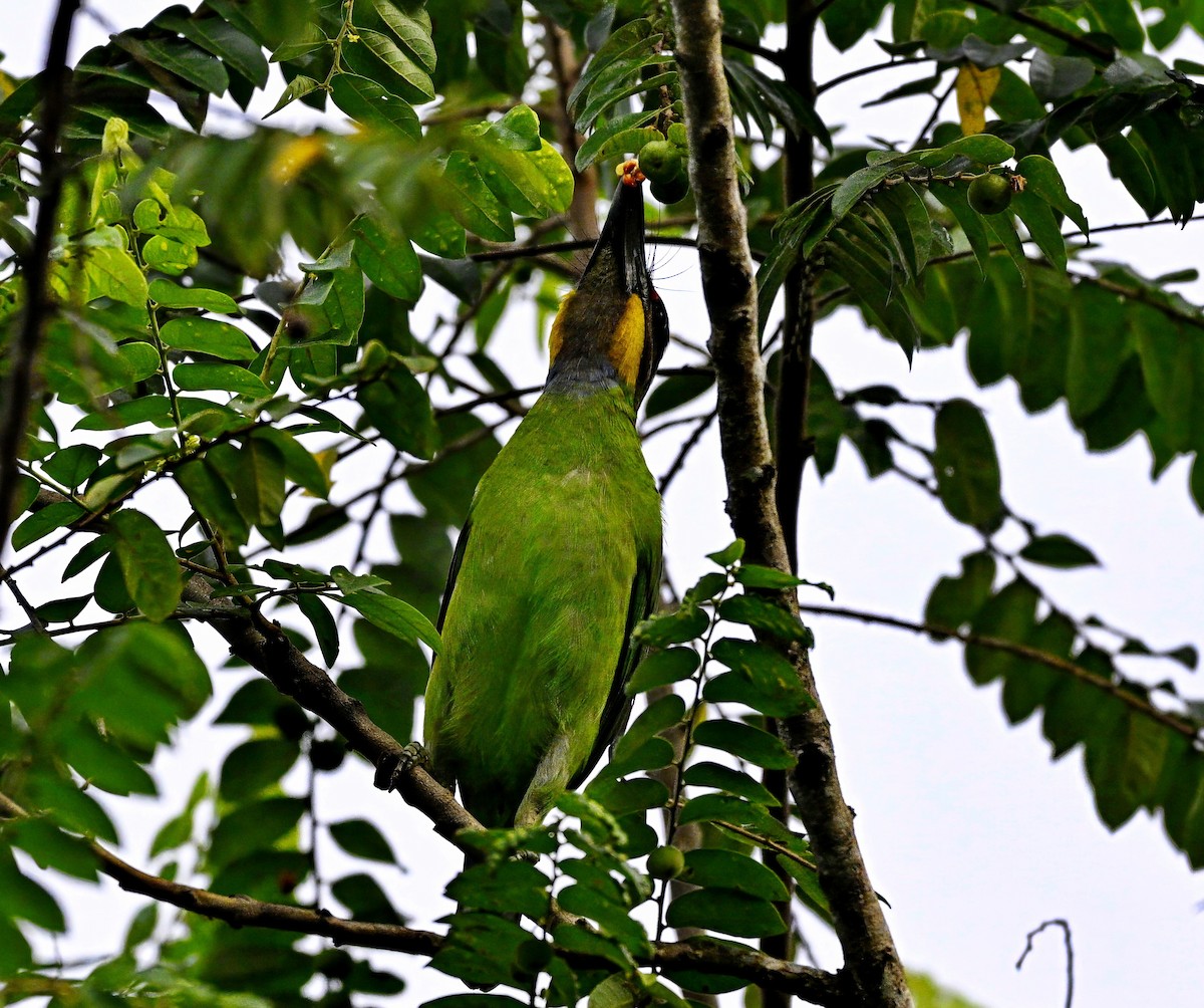 キホオゴシキドリ - ML646677681