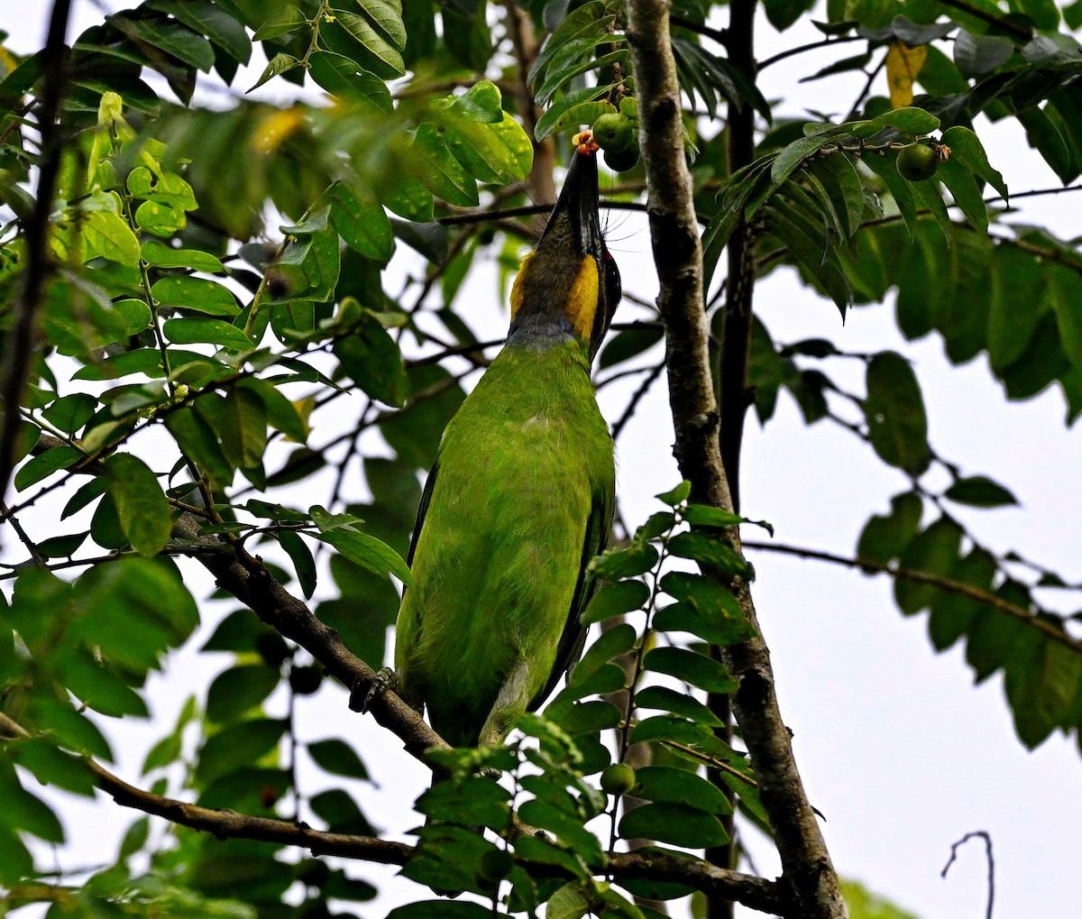 キホオゴシキドリ - ML646677682