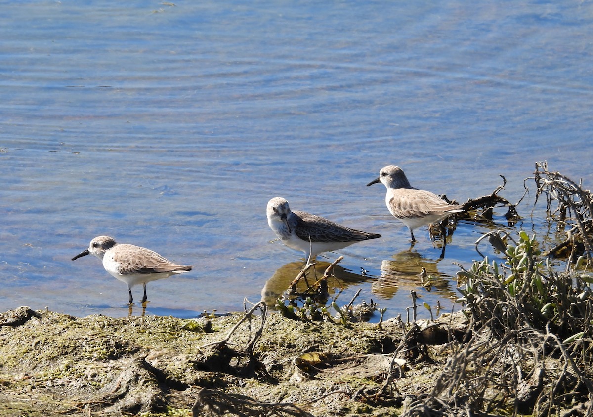 ヒメハマシギ - ML646677683