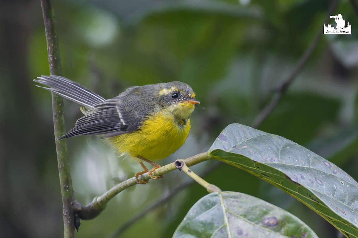 キバラオウギビタキ - ML646677685