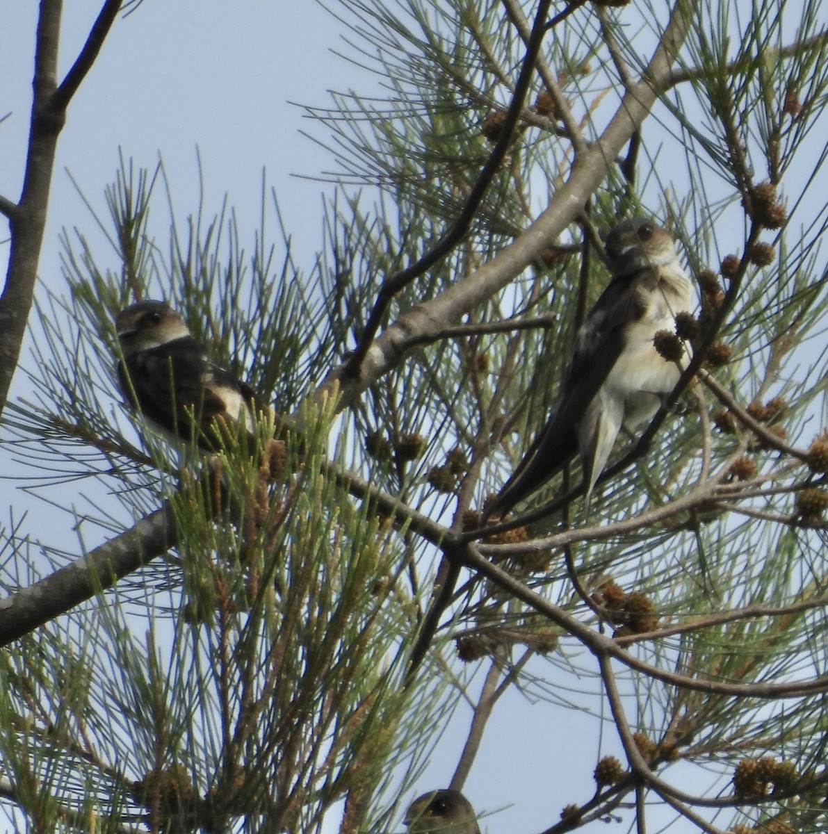 キビタイツバメ - ML646677686