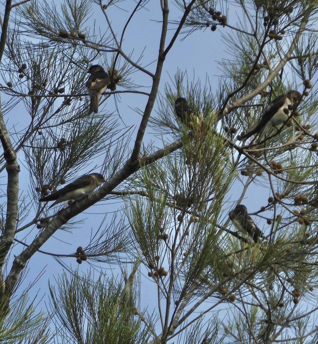 キビタイツバメ - ML646677689