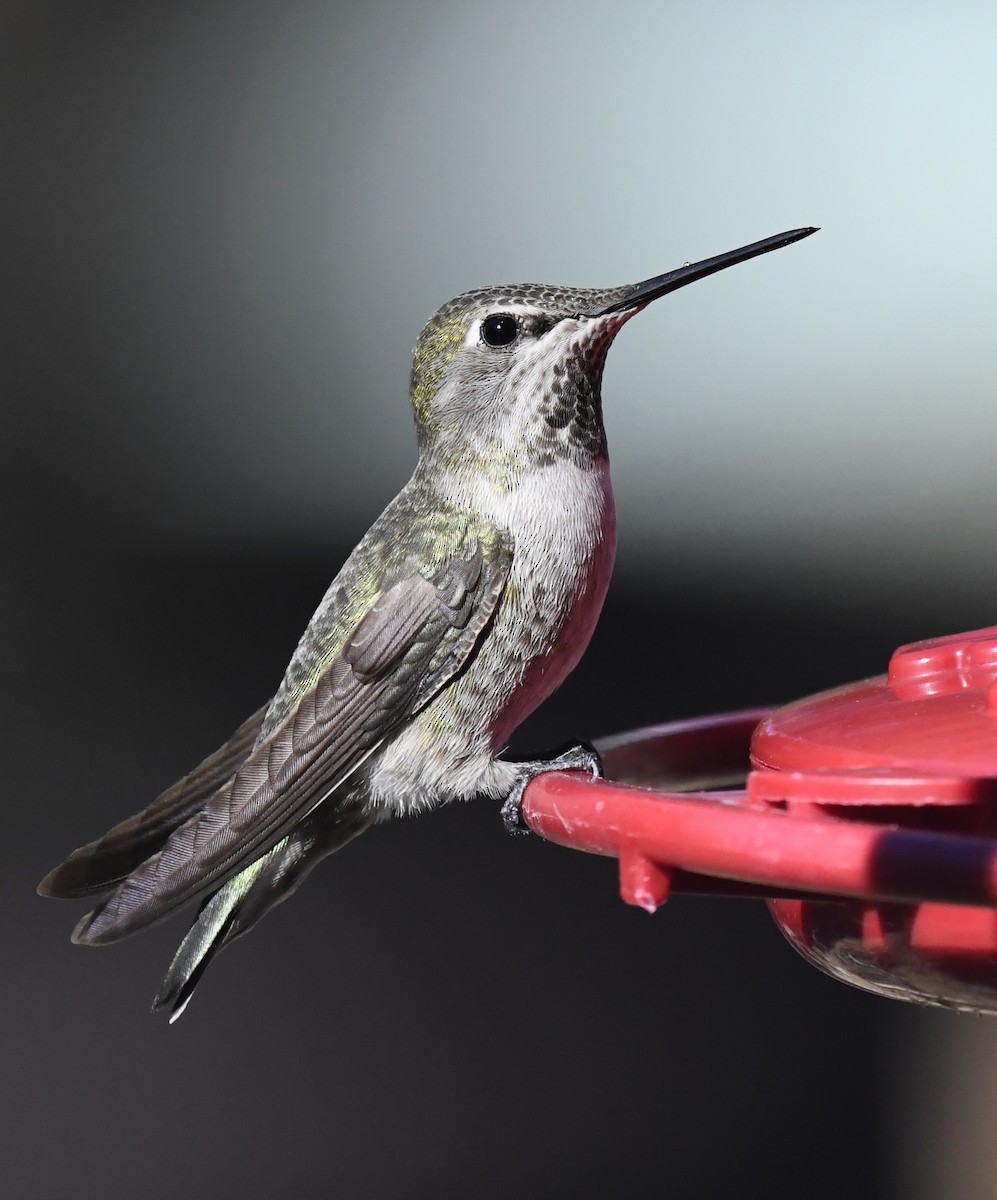 アンナハチドリ - ML646677690