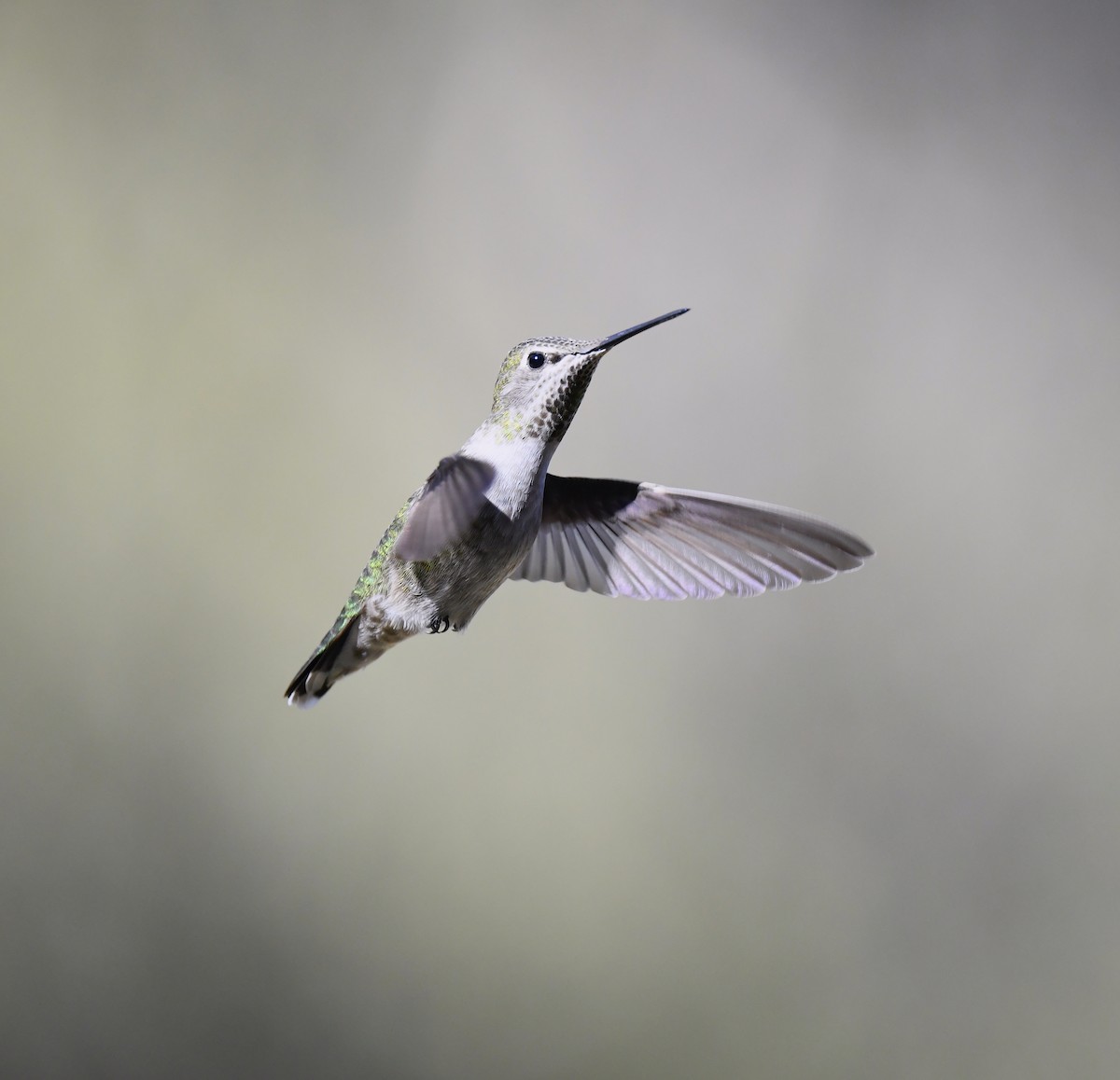 Colibrí de Anna - ML646677691