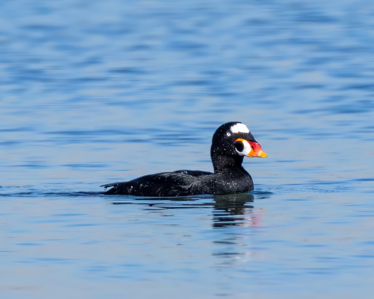 アラナミキンクロ - ML646677692