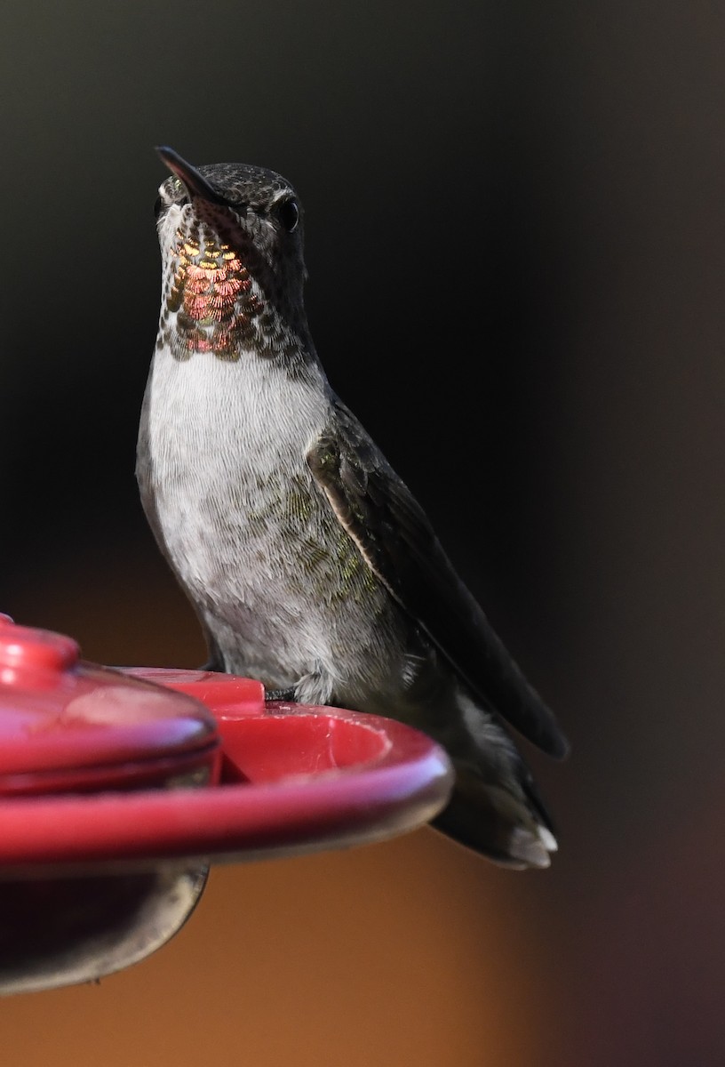 Colibrí de Anna - ML646677694