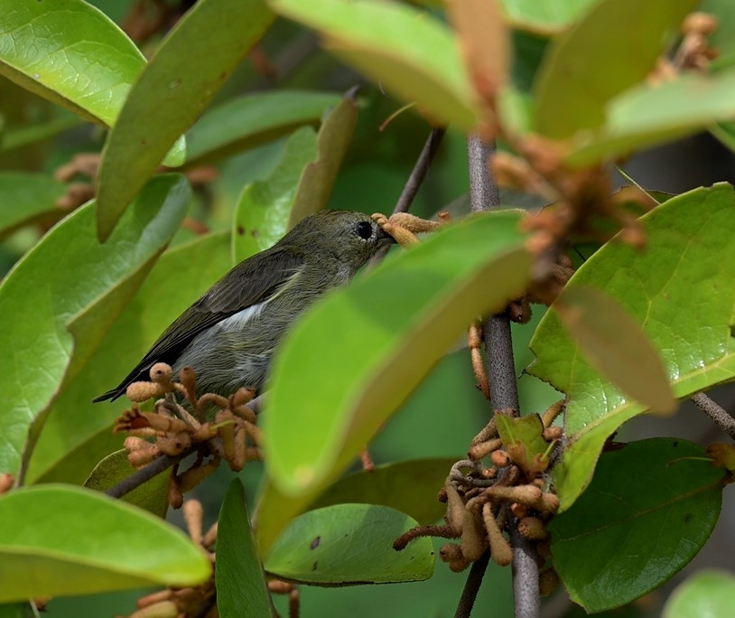 Бурый цветоед - ML646677695