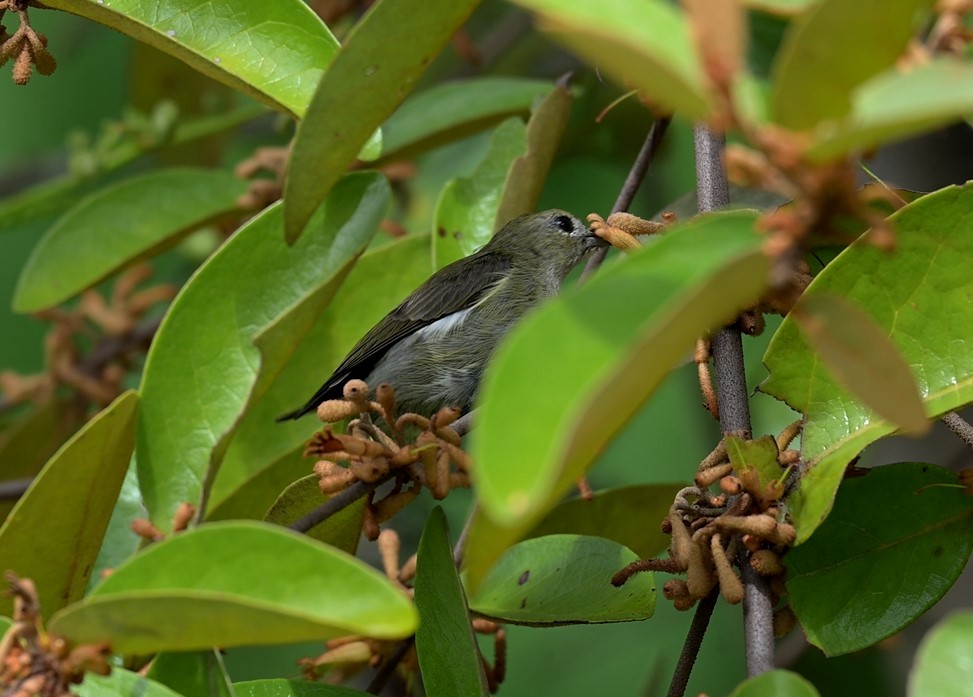 Бурый цветоед - ML646677696