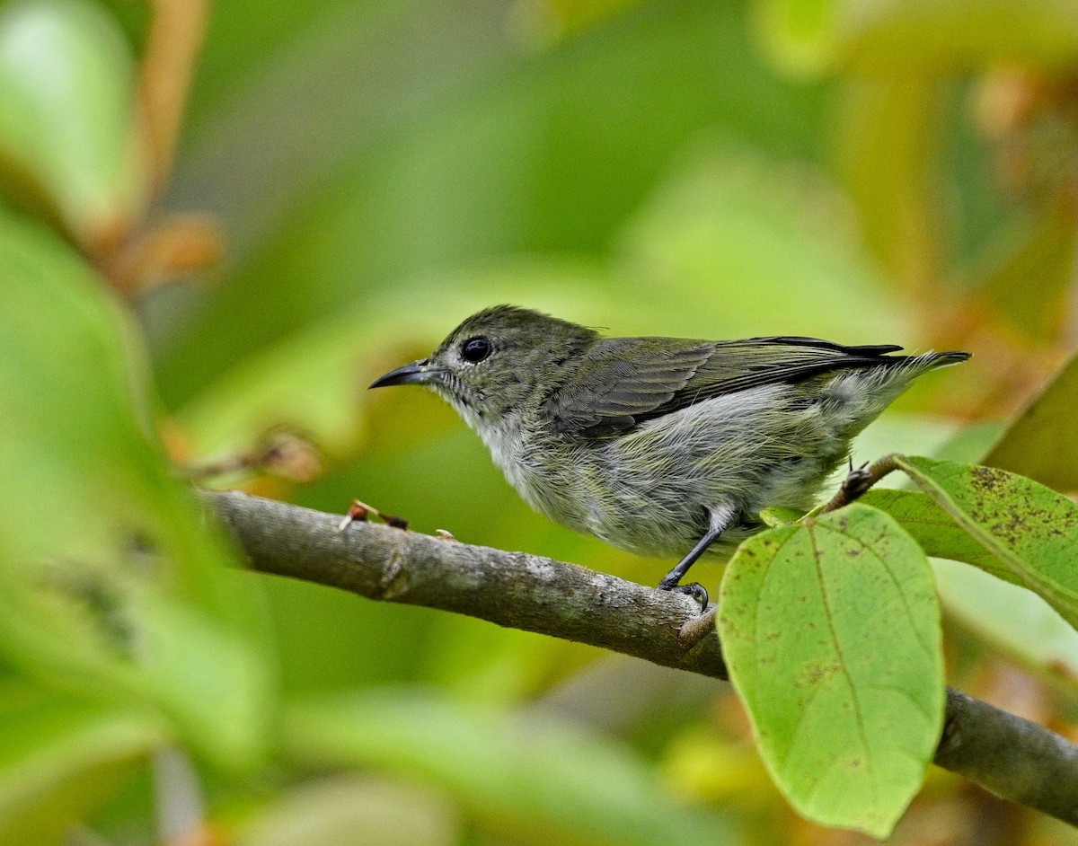 Бурый цветоед - ML646677697