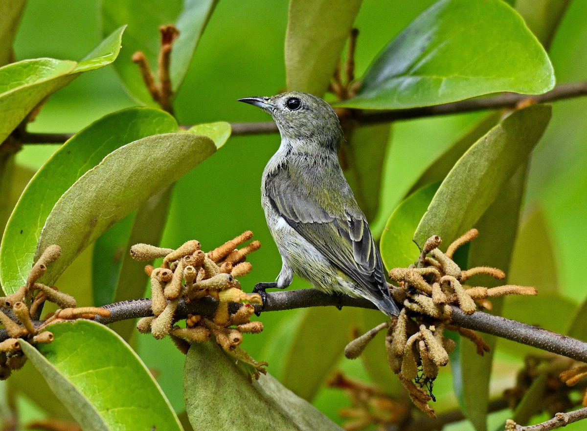 Бурый цветоед - ML646677698