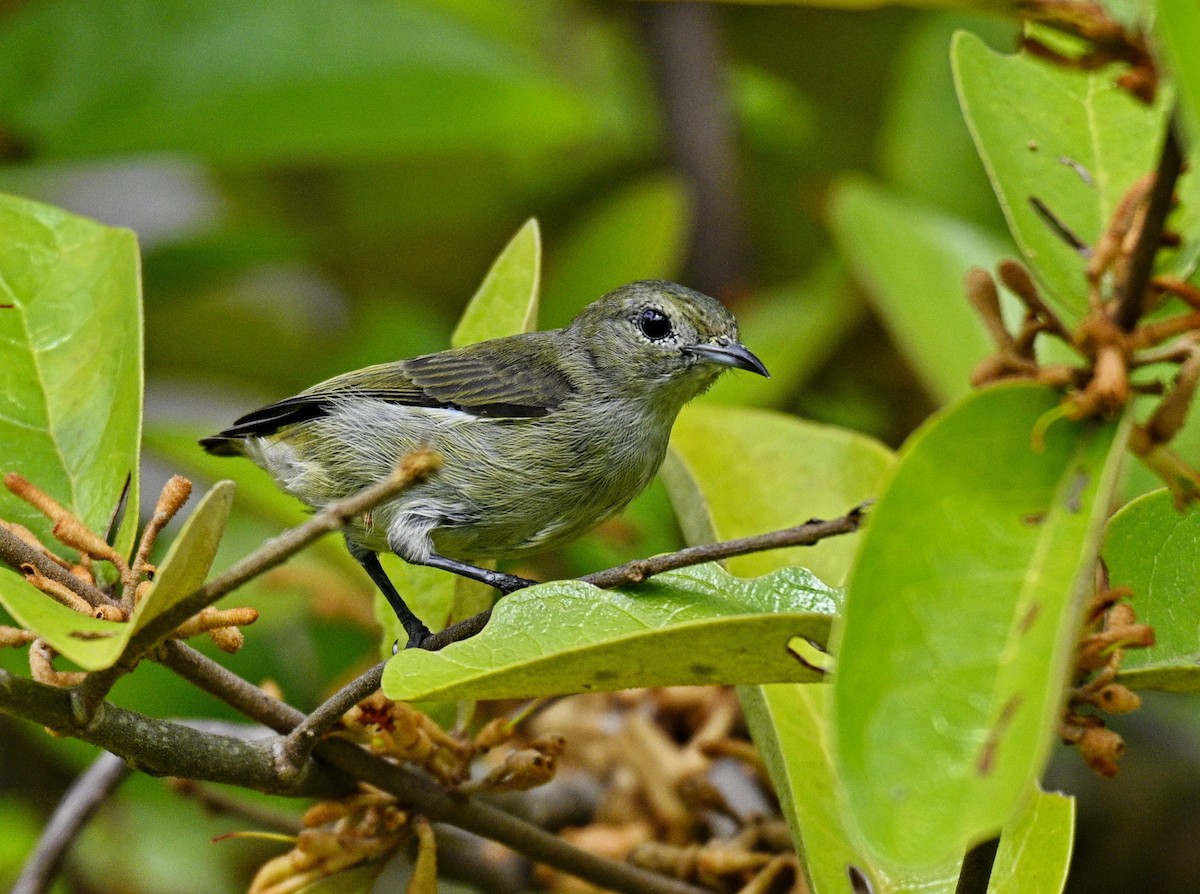 Бурый цветоед - ML646677699