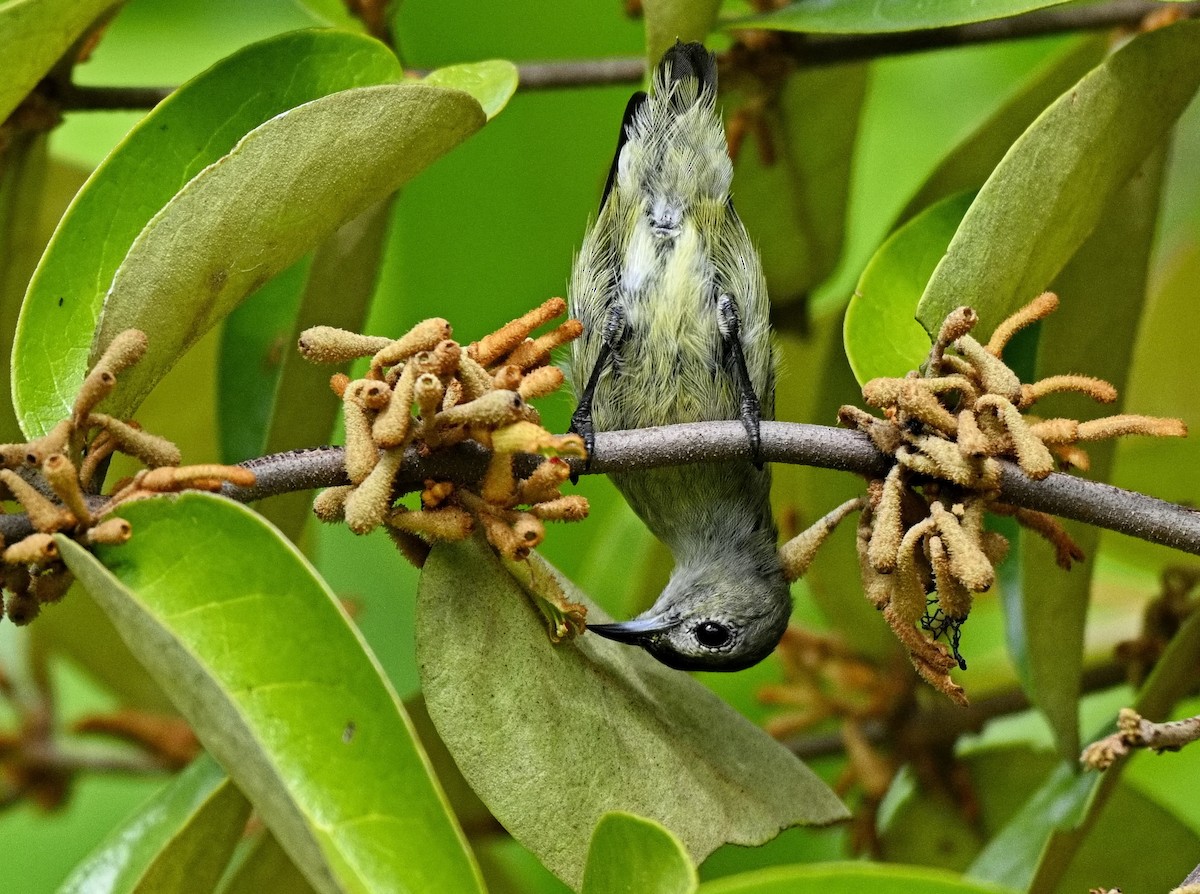 Бурый цветоед - ML646677700