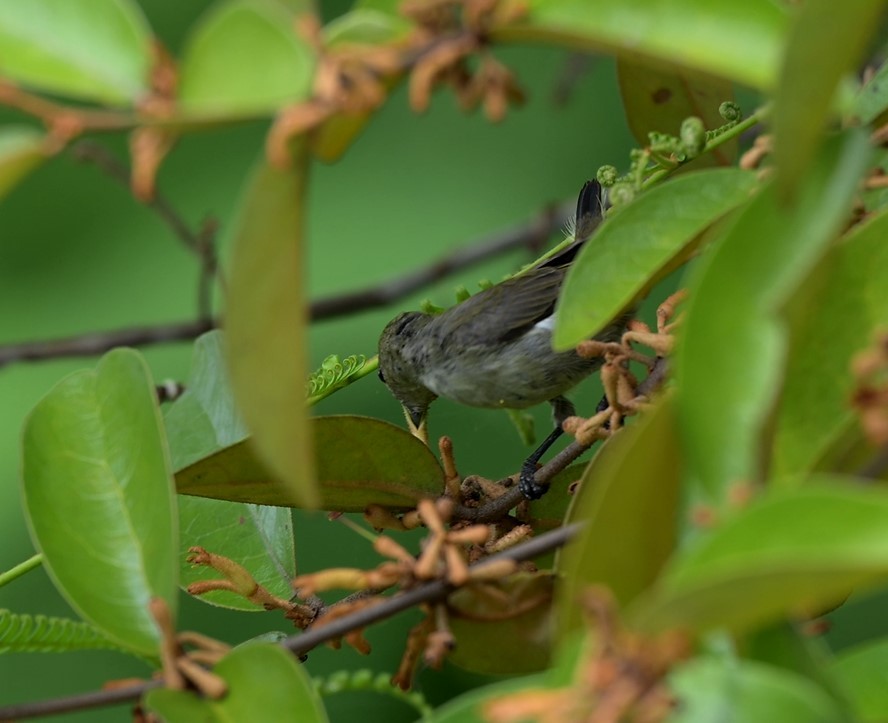 Бурый цветоед - ML646677701