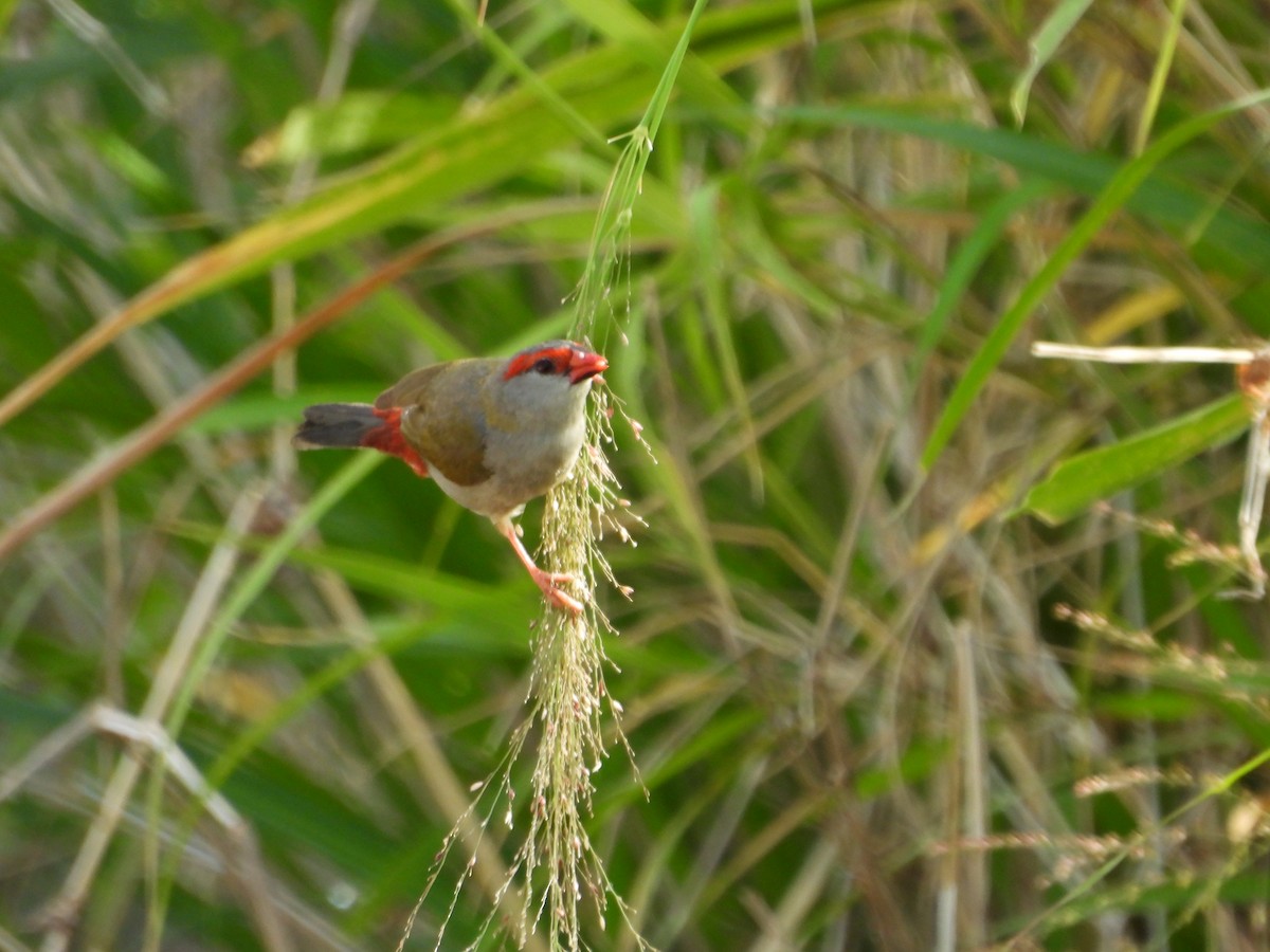 Red-browed Firetail - ML646677702