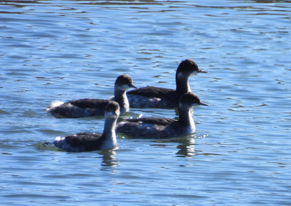 Grèbe à cou noir - ML646677703