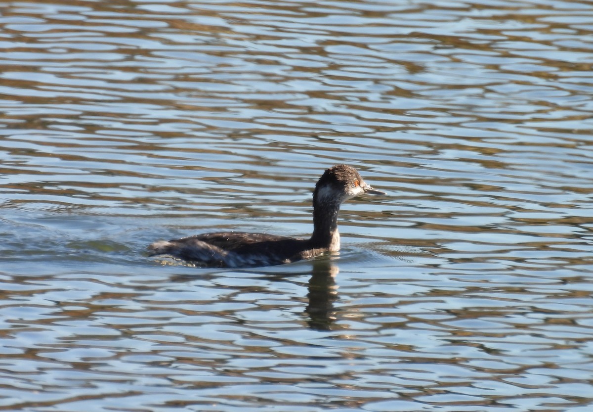 Grèbe à cou noir - ML646677704