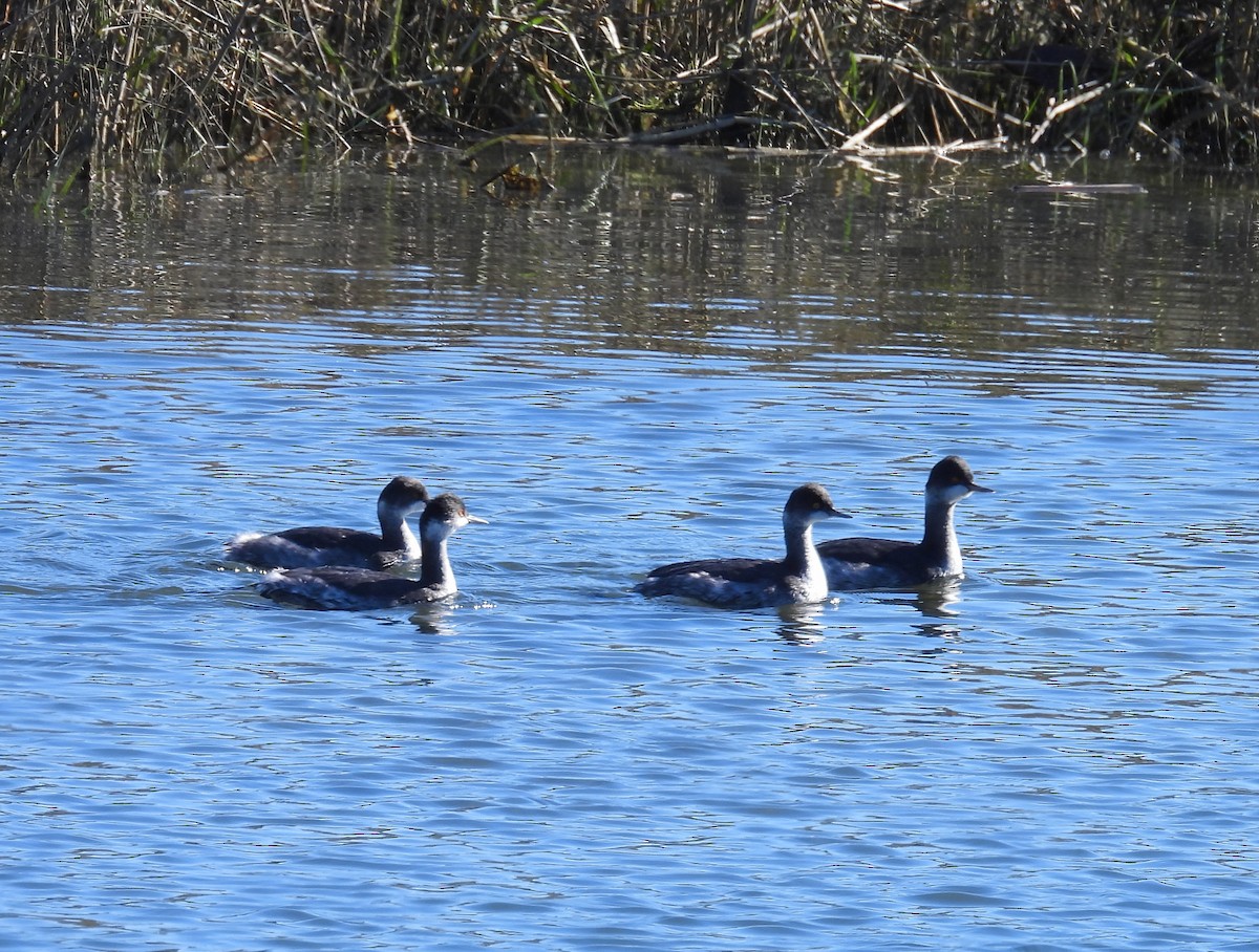Grèbe à cou noir - ML646677705