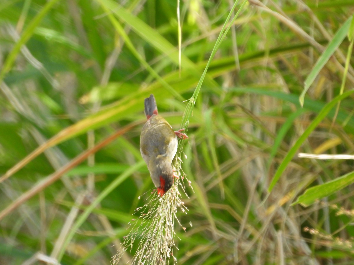 Red-browed Firetail - ML646677706