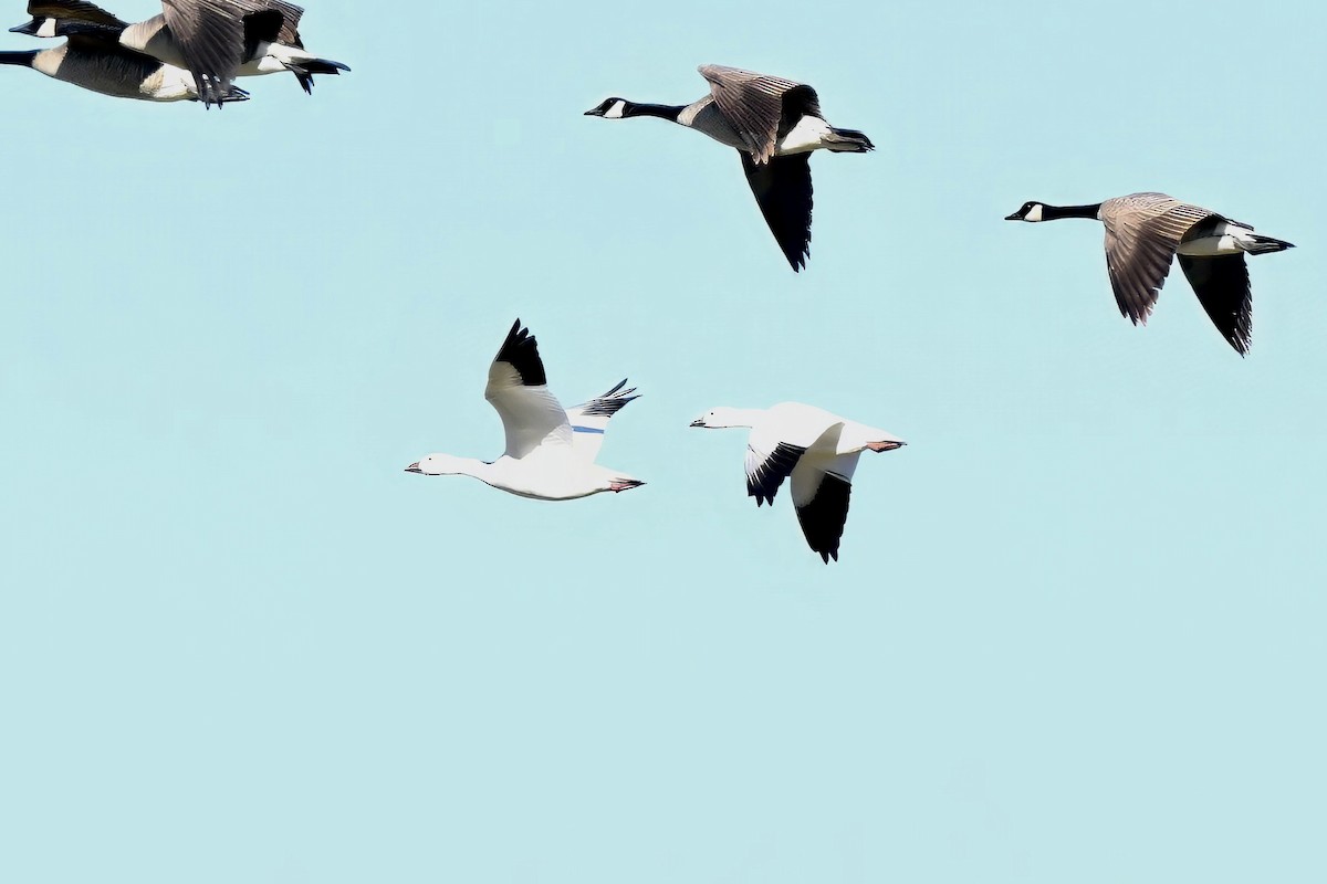 Гуска біла - ML646677707