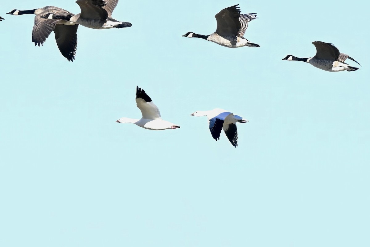 Гуска біла - ML646677708