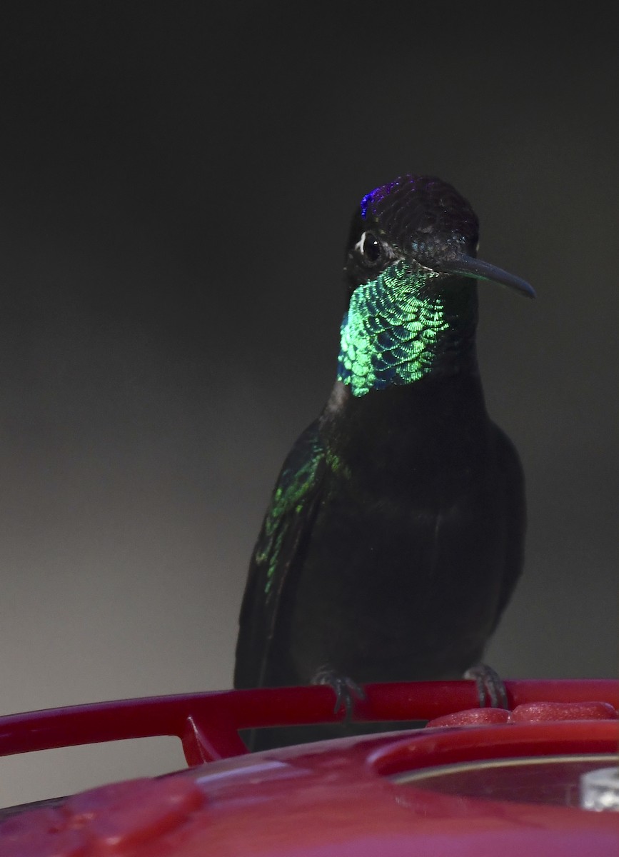 Colibrí Magnífico - ML646677709