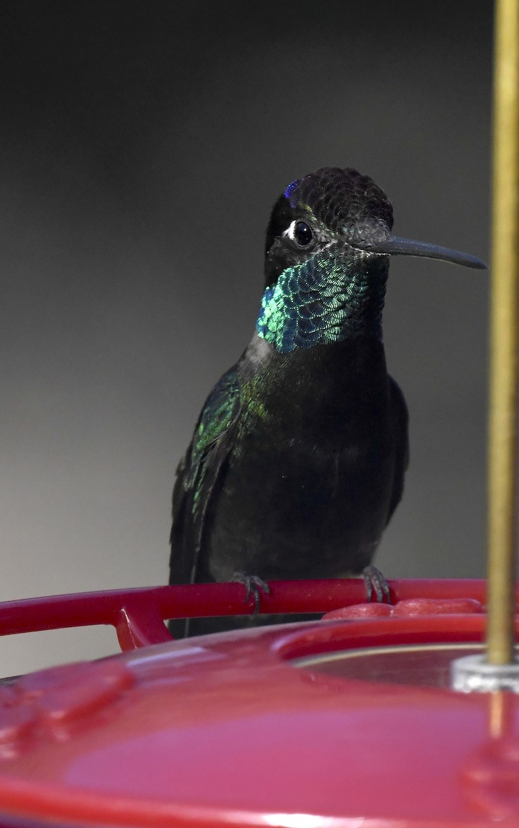 Colibrí Magnífico - ML646677710