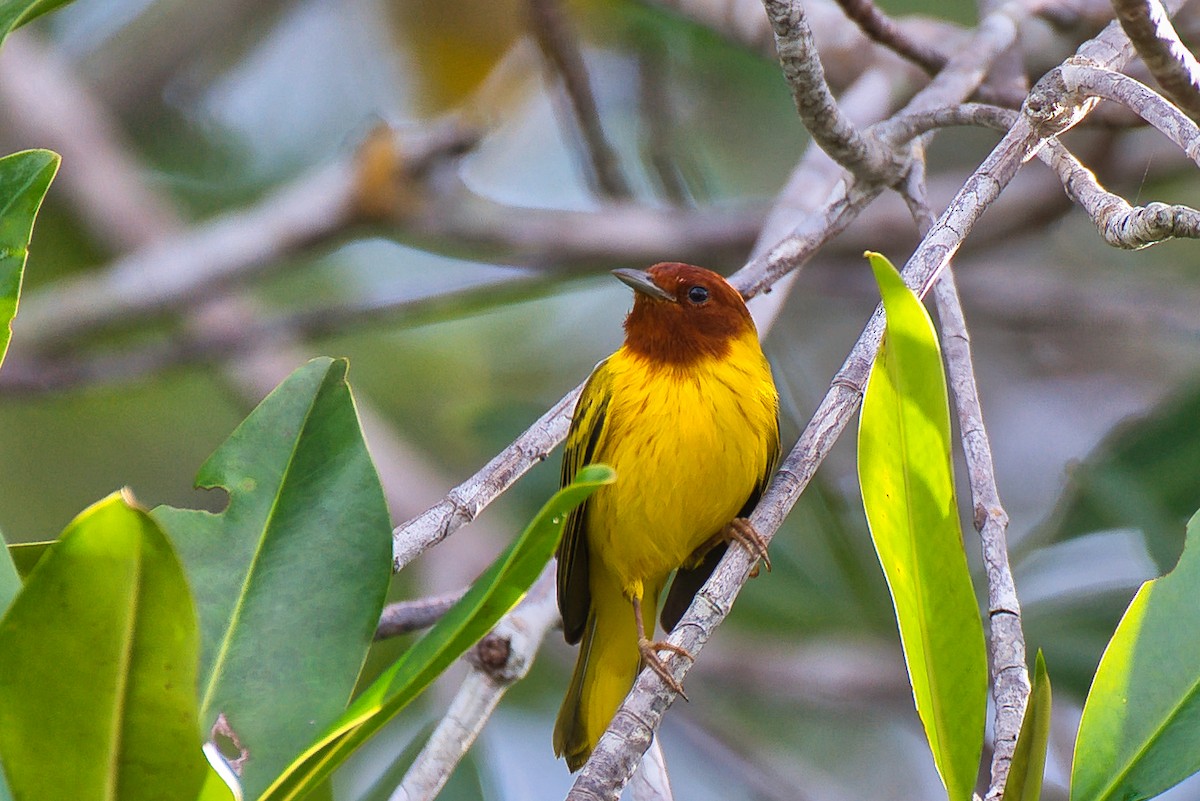 lesňáček žlutý - ML646677711