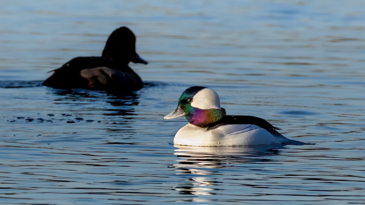 Bufflehead - ML646677712