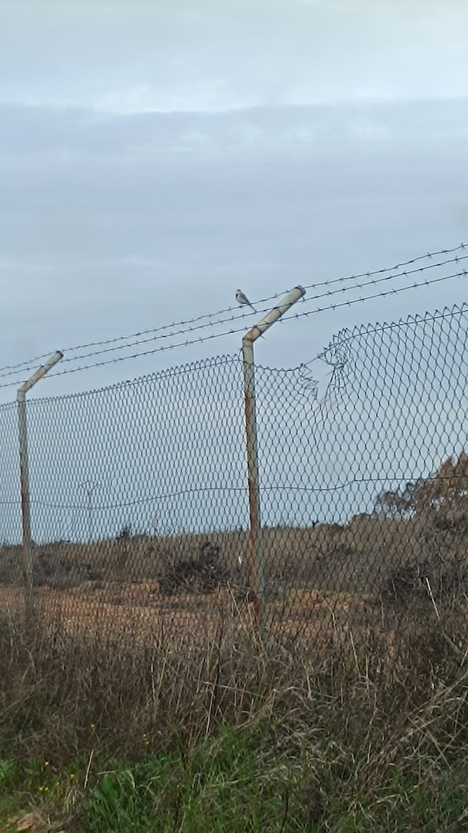 Хөх цэгцгий - ML646677713