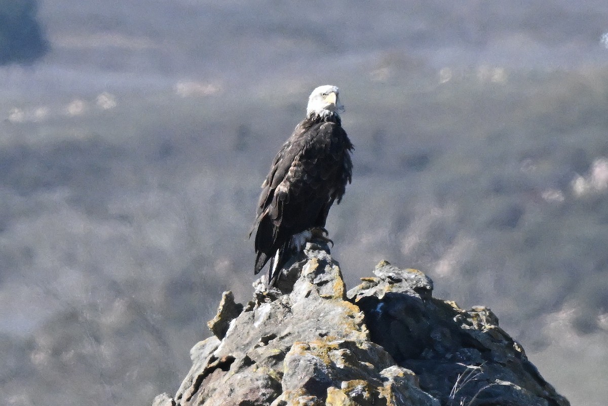 Орлан білоголовий - ML646677714