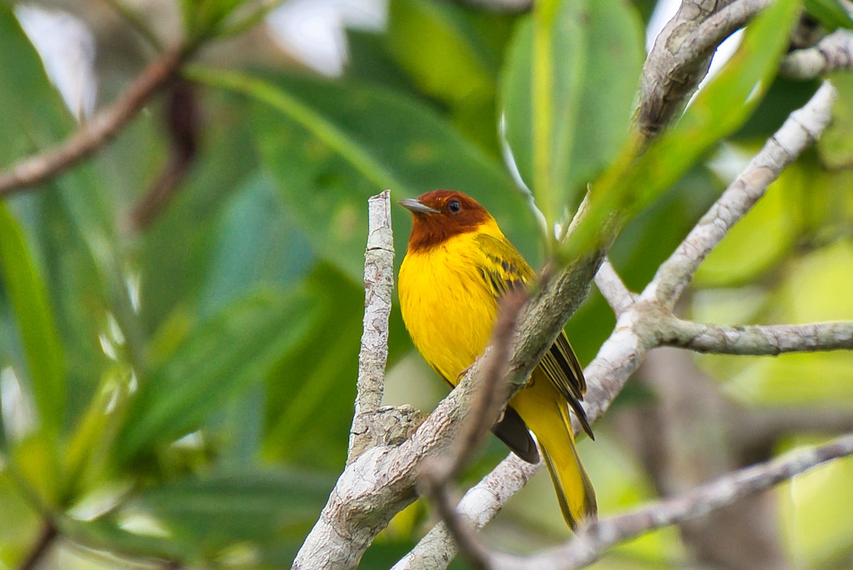 lesňáček žlutý - ML646677718