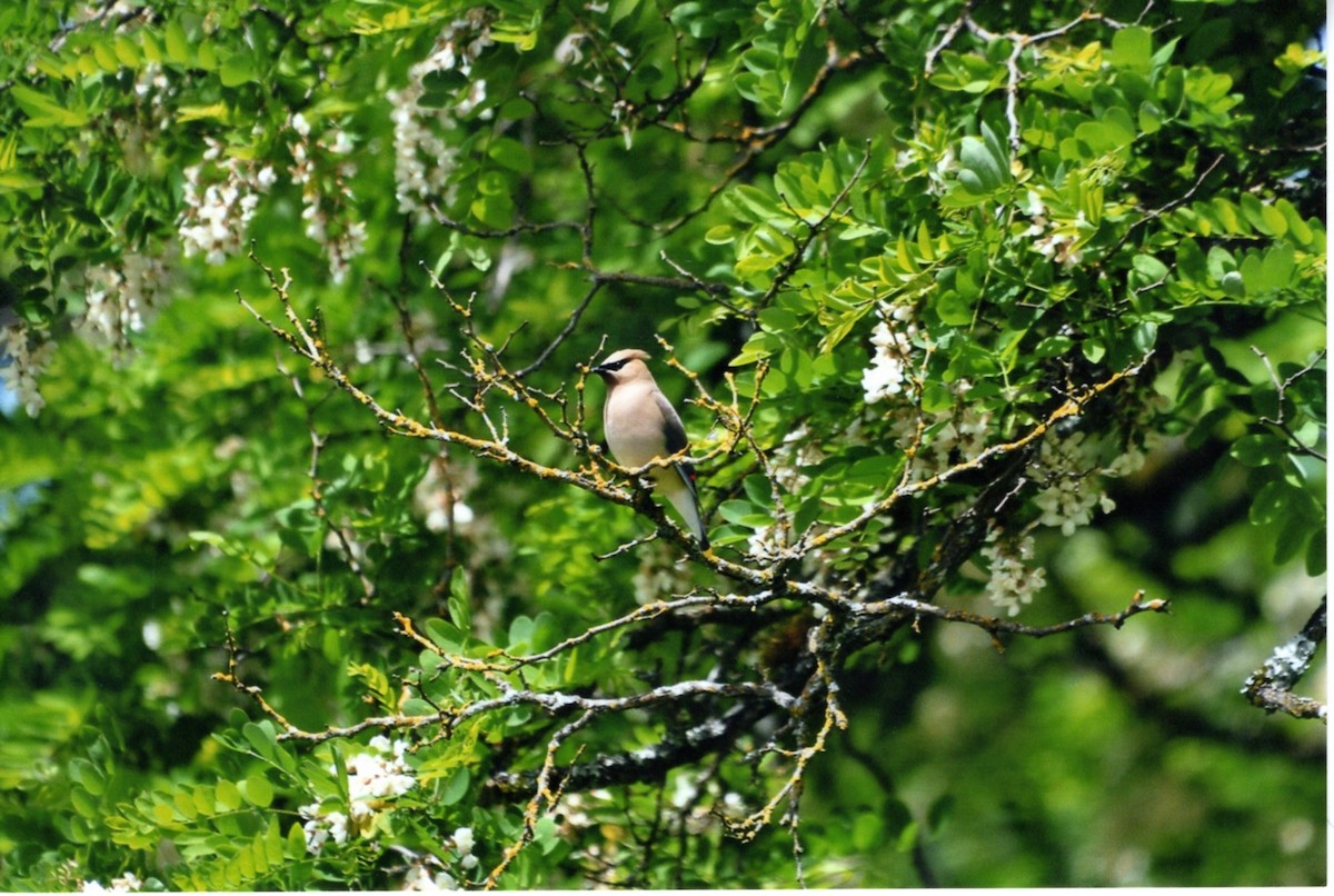 ヒメレンジャク - ML646677719