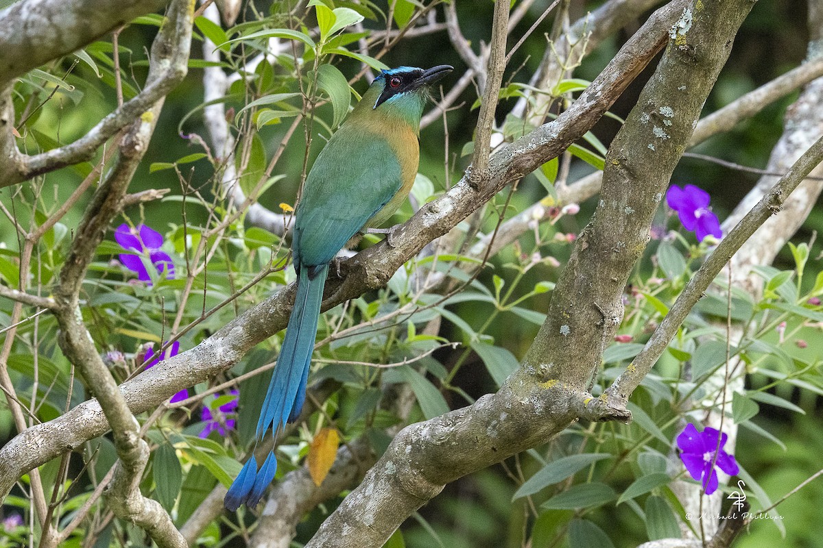 Lesson's Motmot - ML646677722