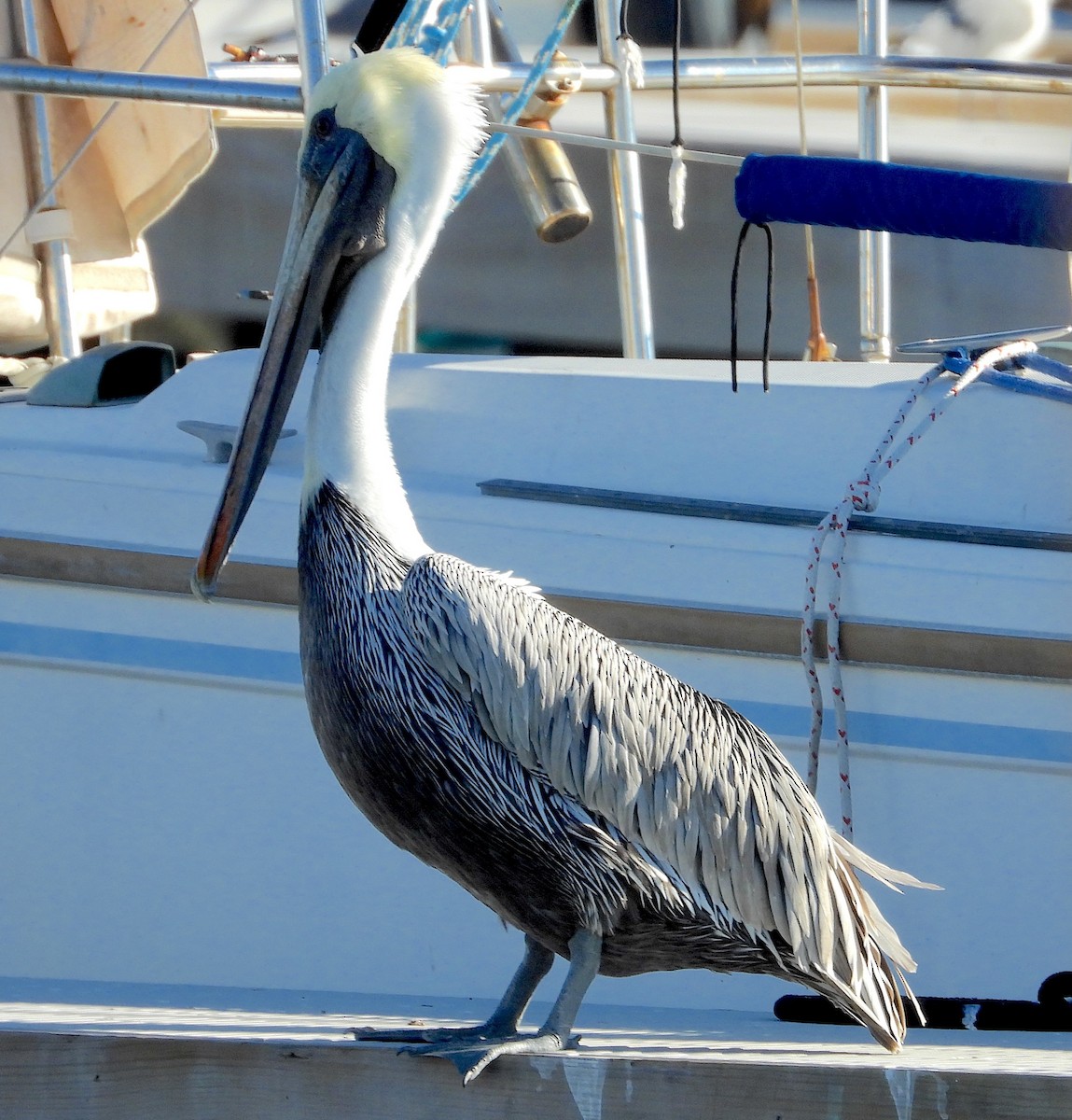 Brown Pelican - ML646677723
