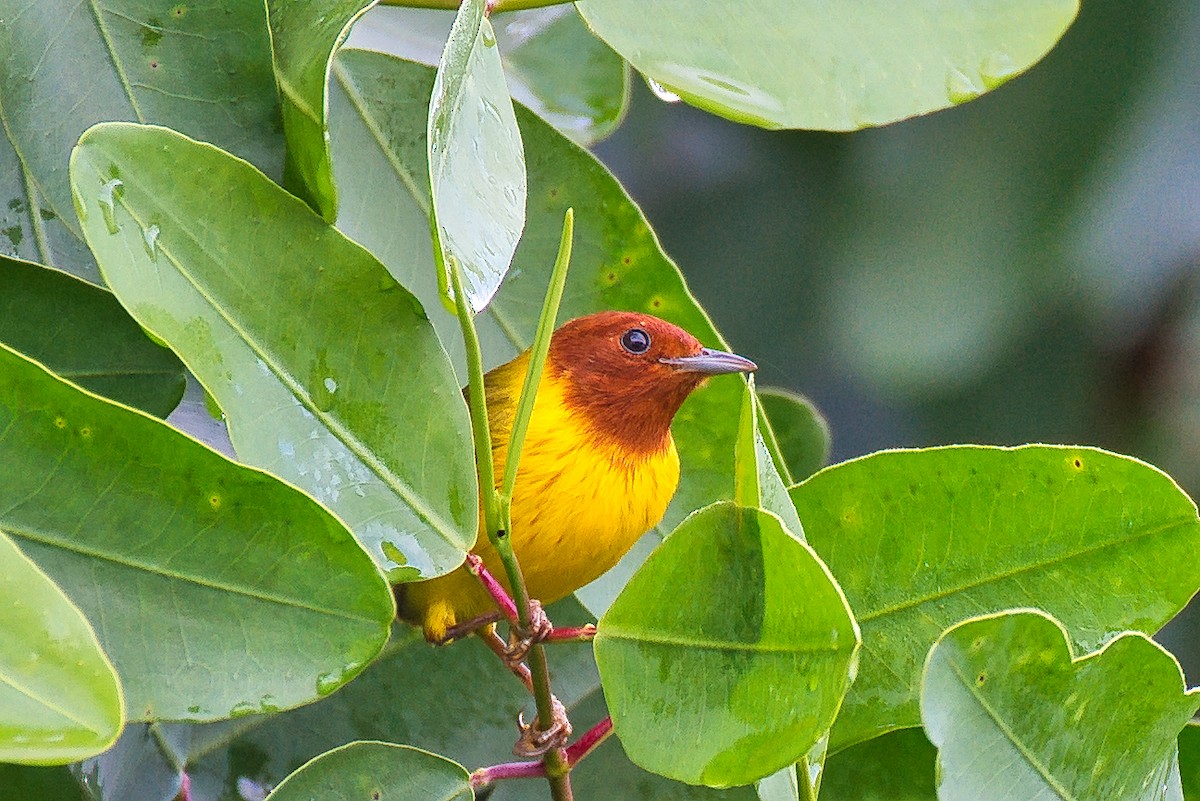 lesňáček žlutý - ML646677724