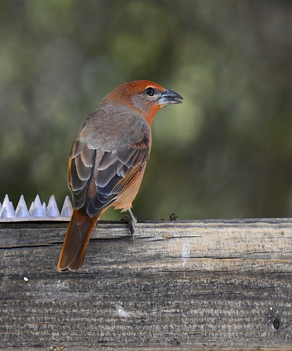 Piranga Bermeja - ML646677725